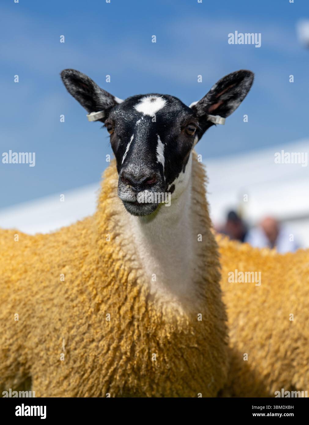 Schaf auf der Royal Highland Show 2025, Edinburgh, Schottland, Großbritannien. Stockfoto