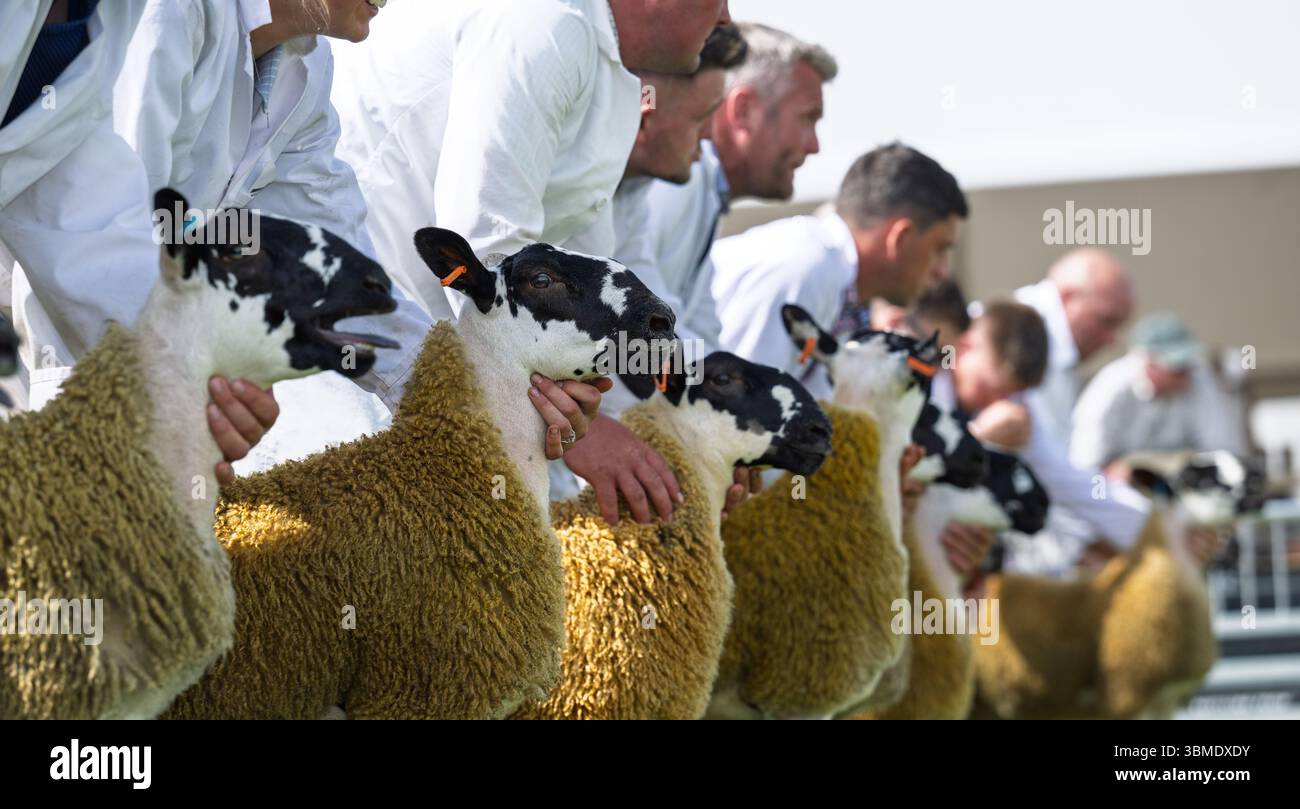 Schaf auf der Royal Highland Show 2025, Edinburgh, Schottland, Großbritannien. Stockfoto