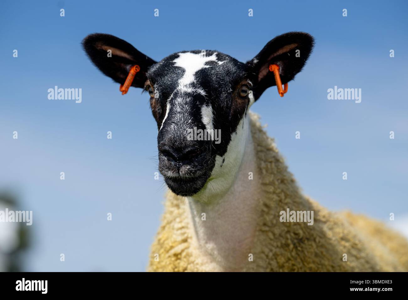 Schaf auf der Royal Highland Show 2025, Edinburgh, Schottland, Großbritannien. Stockfoto