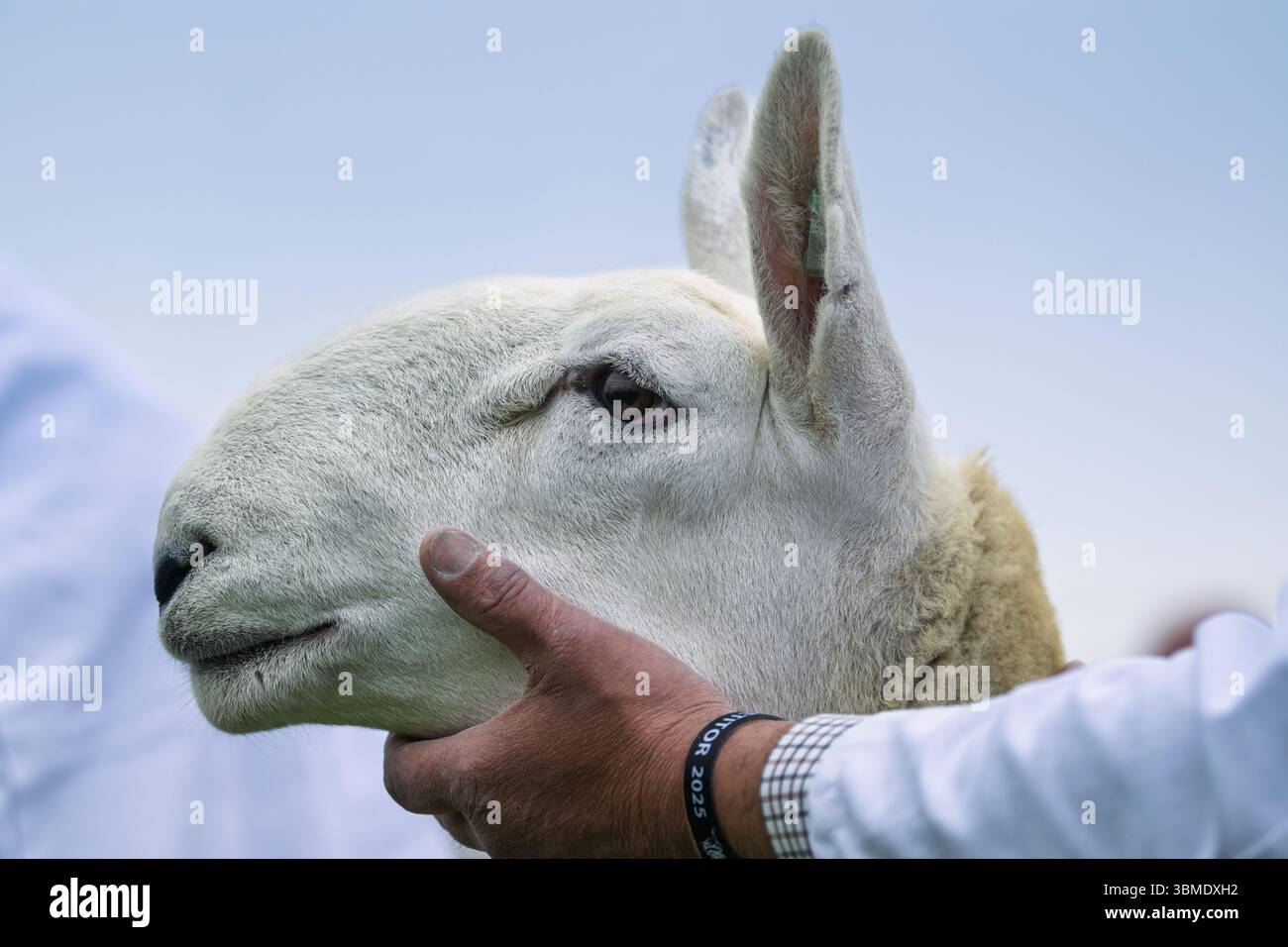 Schaf auf der Royal Highland Show 2025, Edinburgh, Schottland, Großbritannien. Stockfoto