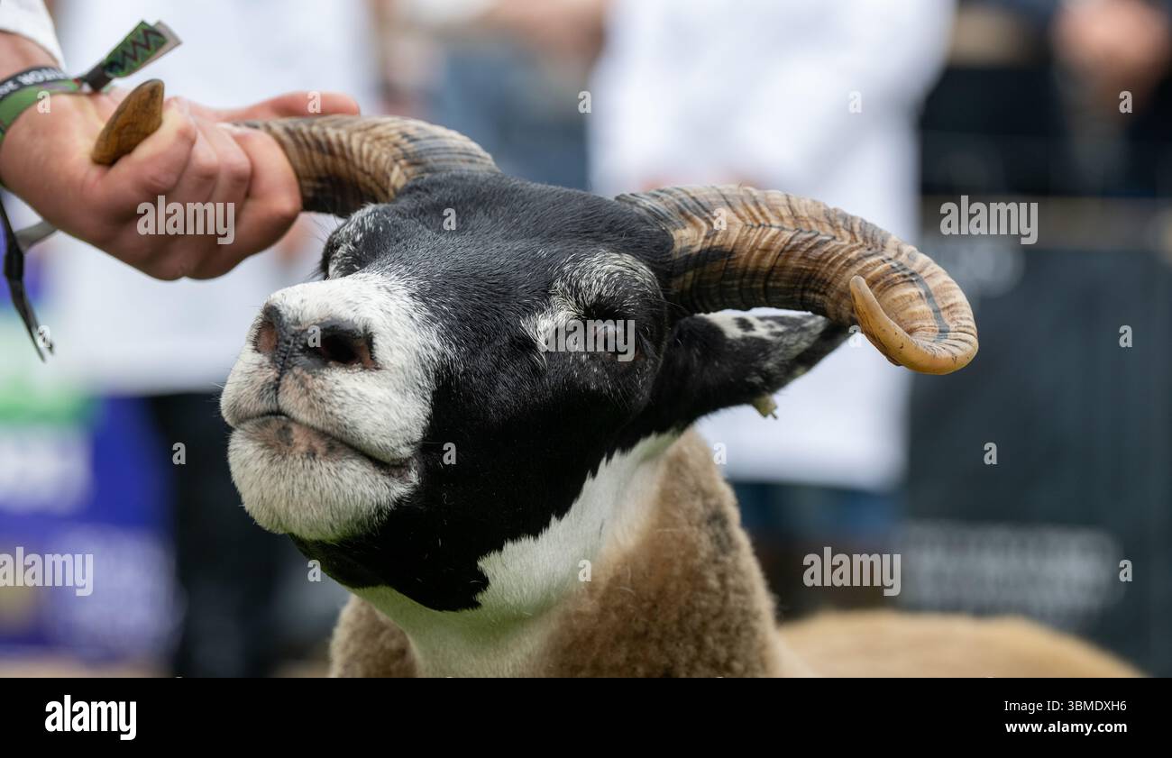 Schaf auf der Royal Highland Show 2025, Edinburgh, Schottland, Großbritannien. Stockfoto