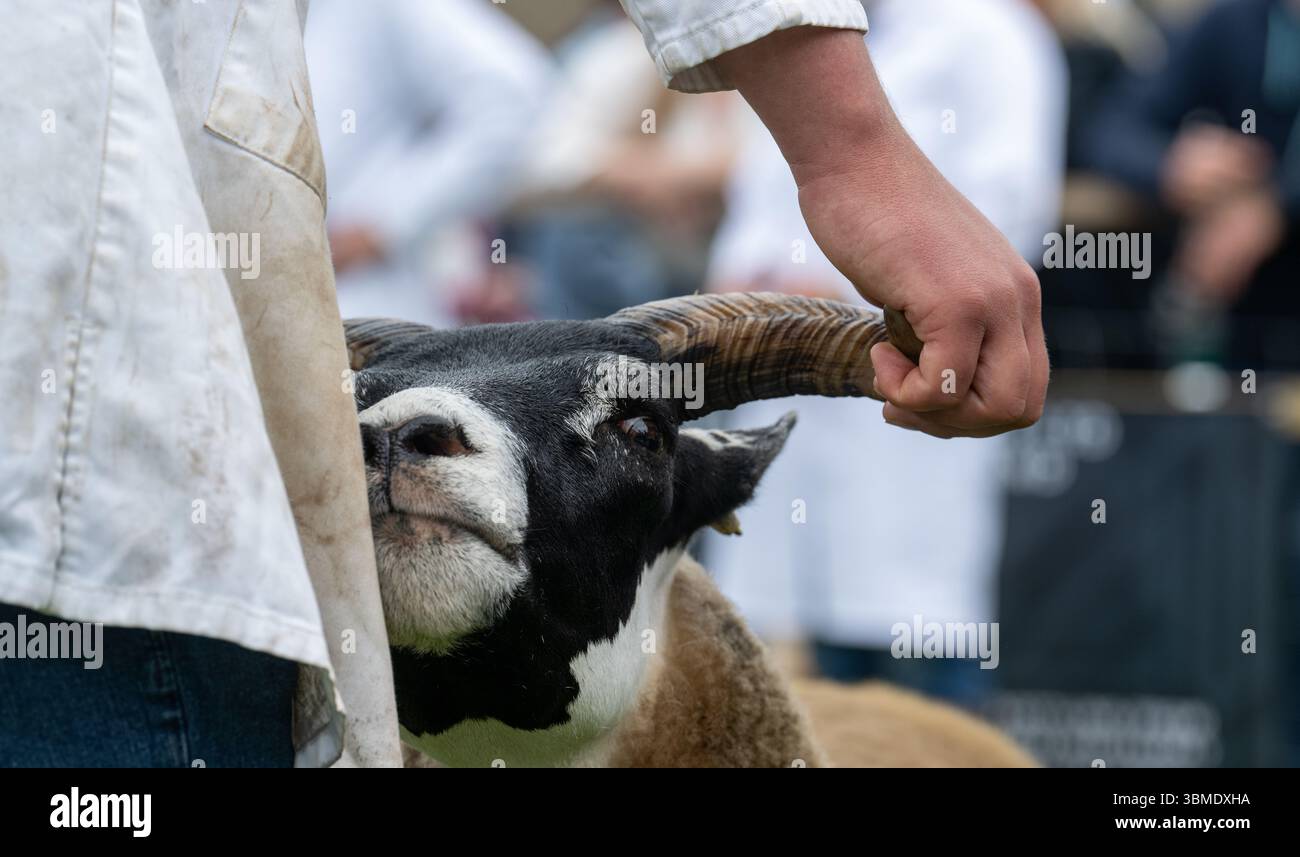Schaf auf der Royal Highland Show 2025, Edinburgh, Schottland, Großbritannien. Stockfoto