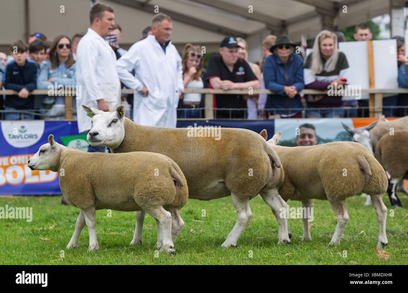 Schaf auf der Royal Highland Show 2025, Edinburgh, Schottland, Großbritannien. Stockfoto