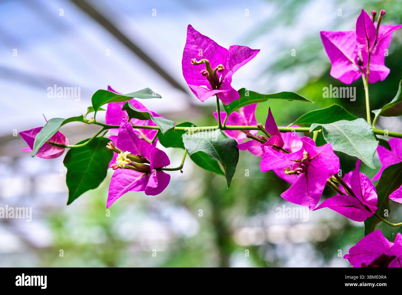 Brasilianische Bougainvillea, Bougainvillea spectabilis, Nyctaginaceae, Invernadero del Palacio de Cristal, Kristallpalast Gewächshaus, Arganzuela, Madrid, Stockfoto
