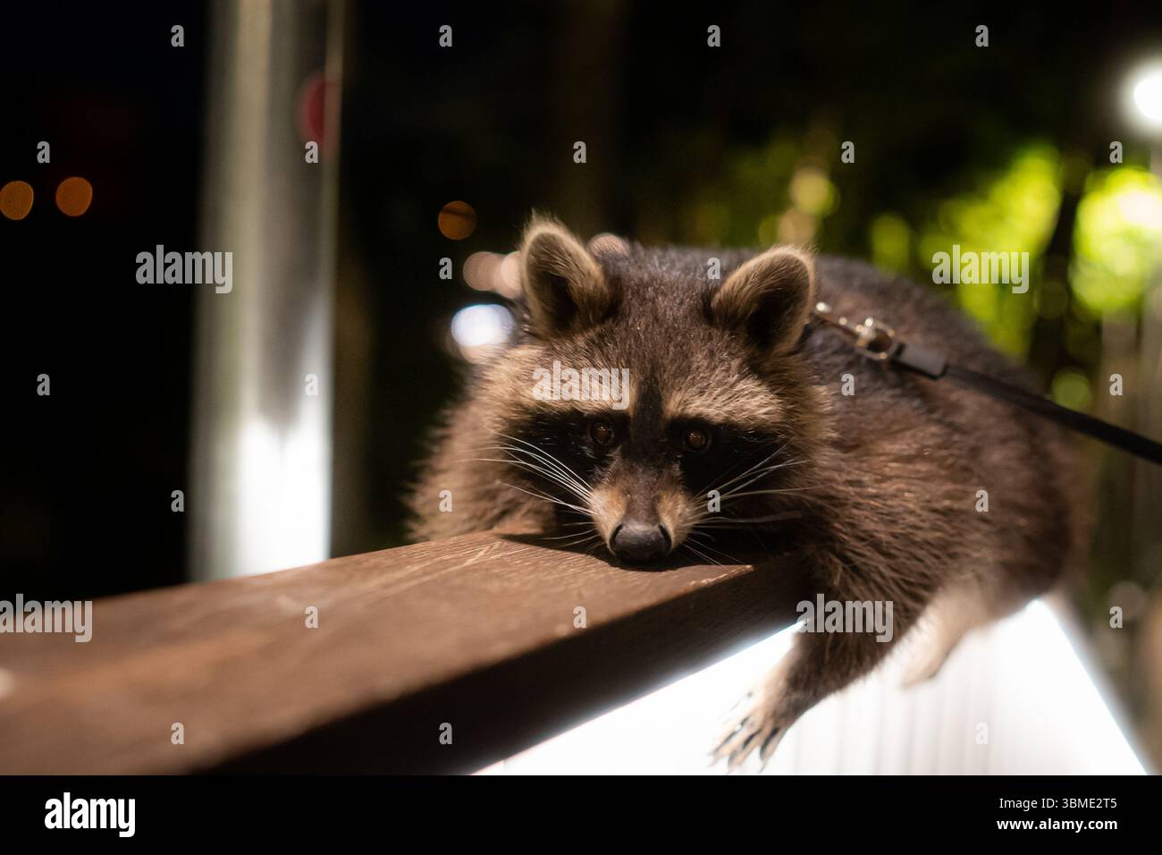Dieser Waschbär wirkt entspannt und neugierig, während er auf einem Geländer während eines Abendausflugs liegt. Stockfoto