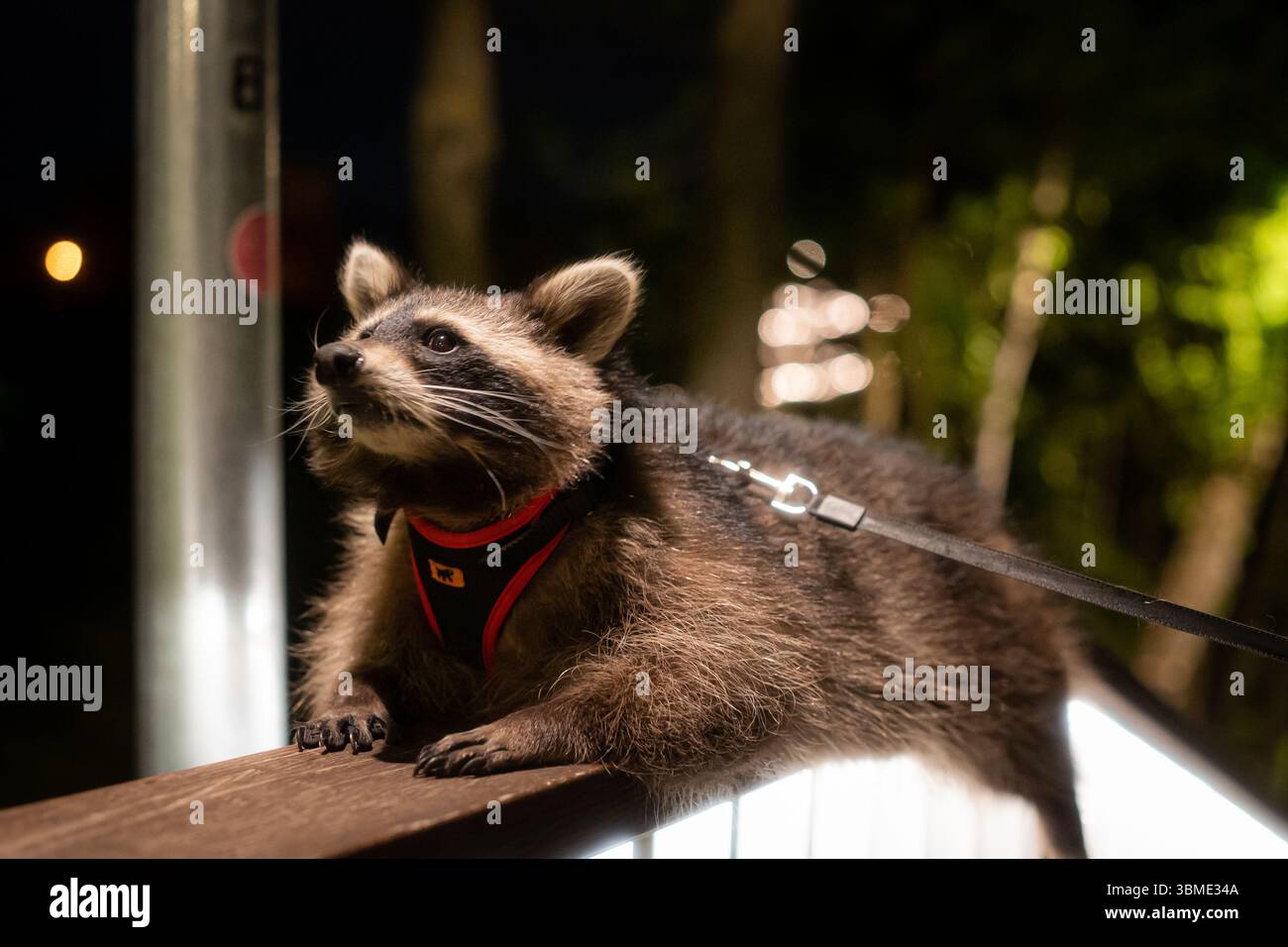 Dieser Waschbär wirkt entspannt und neugierig, während er auf einem Geländer während eines Abendausflugs liegt. Stockfoto
