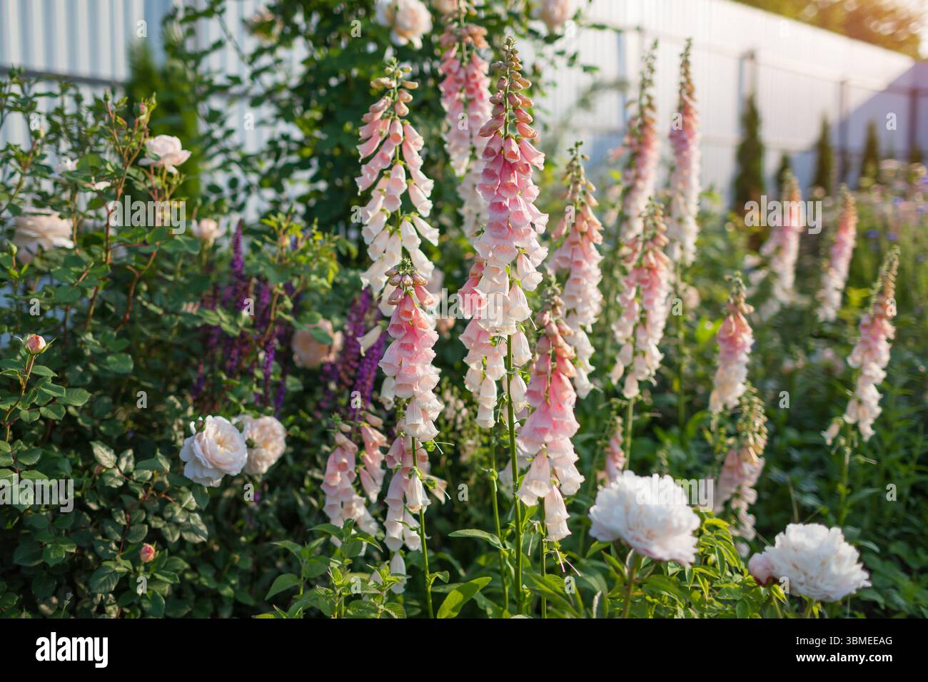 Gruppe blühender Fuchshandschuhe im Sommergarten. Pfirsichfarbene Aprikosenrosa beige Digitalisblüten wachsen auf Blumenbeeten von Rosen, Pfingstrosen und salvia Stockfoto