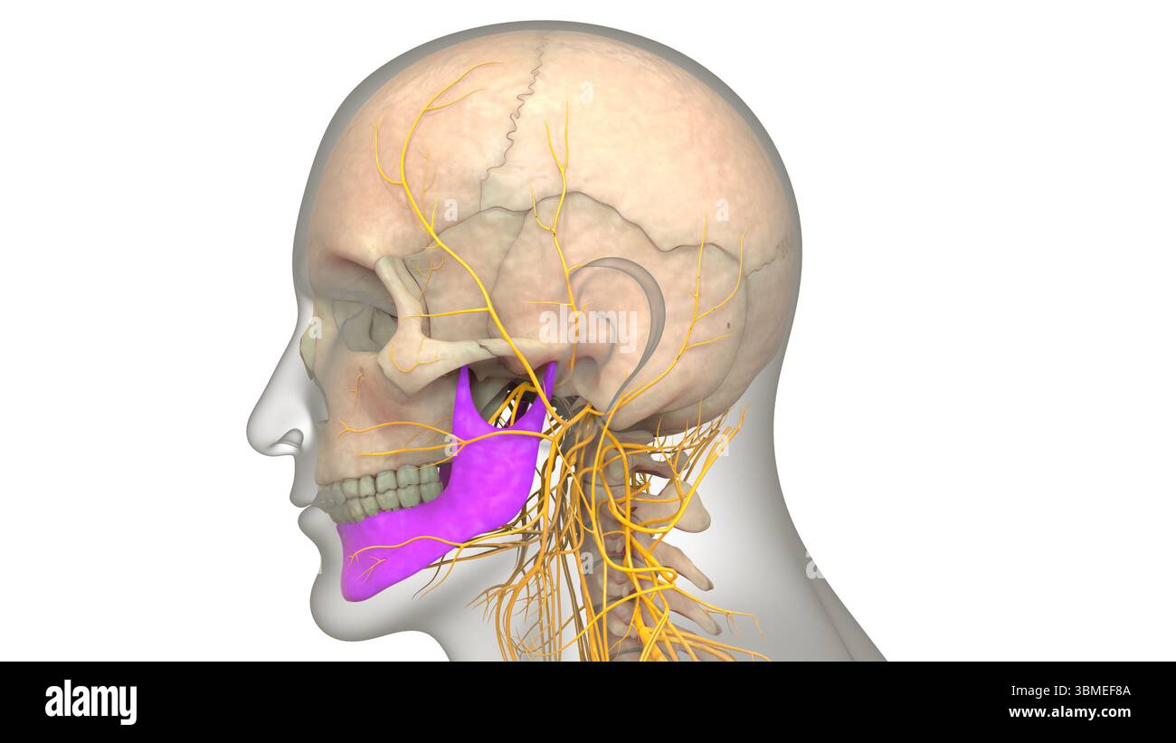 Menschliches Skelettsystem Schädelknochengelenke Anatomie Des Unterkiefers Stockfoto