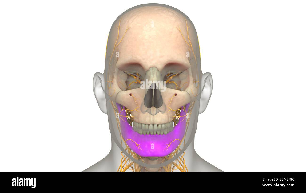 Menschliches Skelettsystem Schädelknochengelenke Anatomie Des Unterkiefers Stockfoto