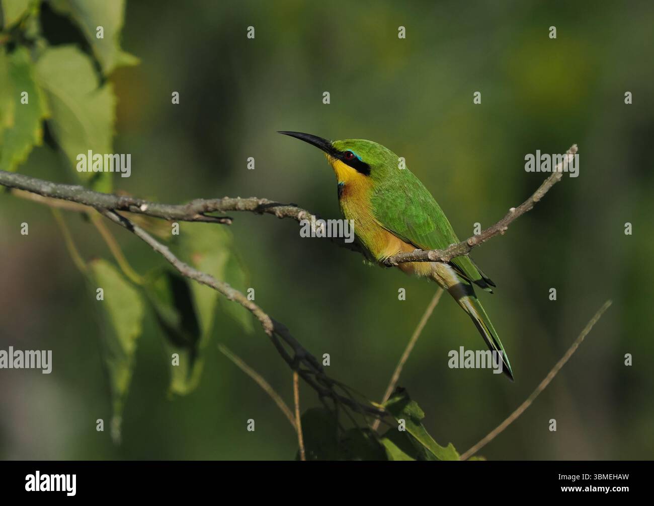 Der wunderschöne kleine Bienenfresser jagt von niedrigen Barschen, wo er sitzt, bis er seine Beute beobachtet, die normalerweise auf dem Flügel gefangen wird. Stockfoto