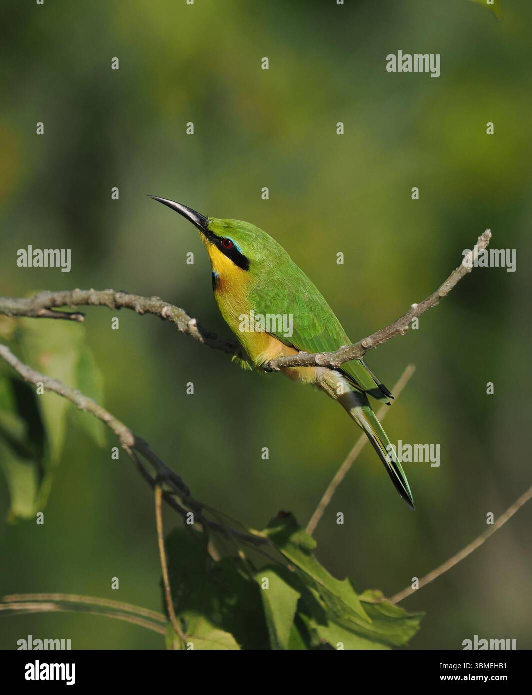 Der wunderschöne kleine Bienenfresser jagt von niedrigen Barschen, wo er sitzt, bis er seine Beute beobachtet, die normalerweise auf dem Flügel gefangen wird. Stockfoto