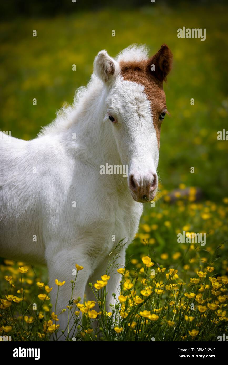 Neugeborenes Pinto-isländisches Fohlen auf Sommerweide Stockfoto
