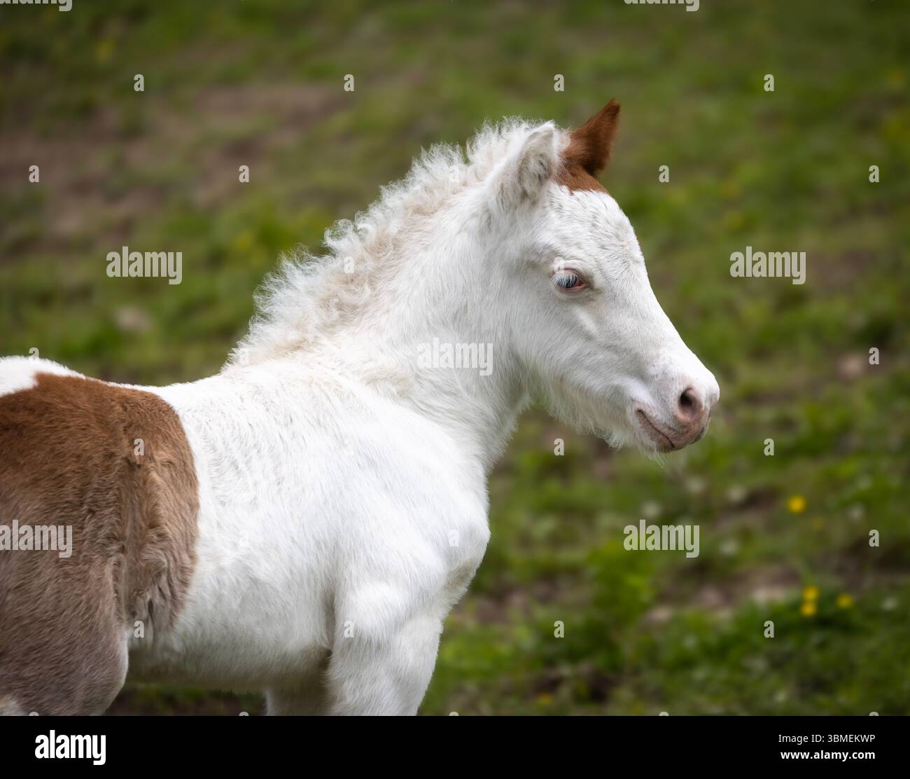 Pinto isländischer Hengst auf der Sommerweide Stockfoto