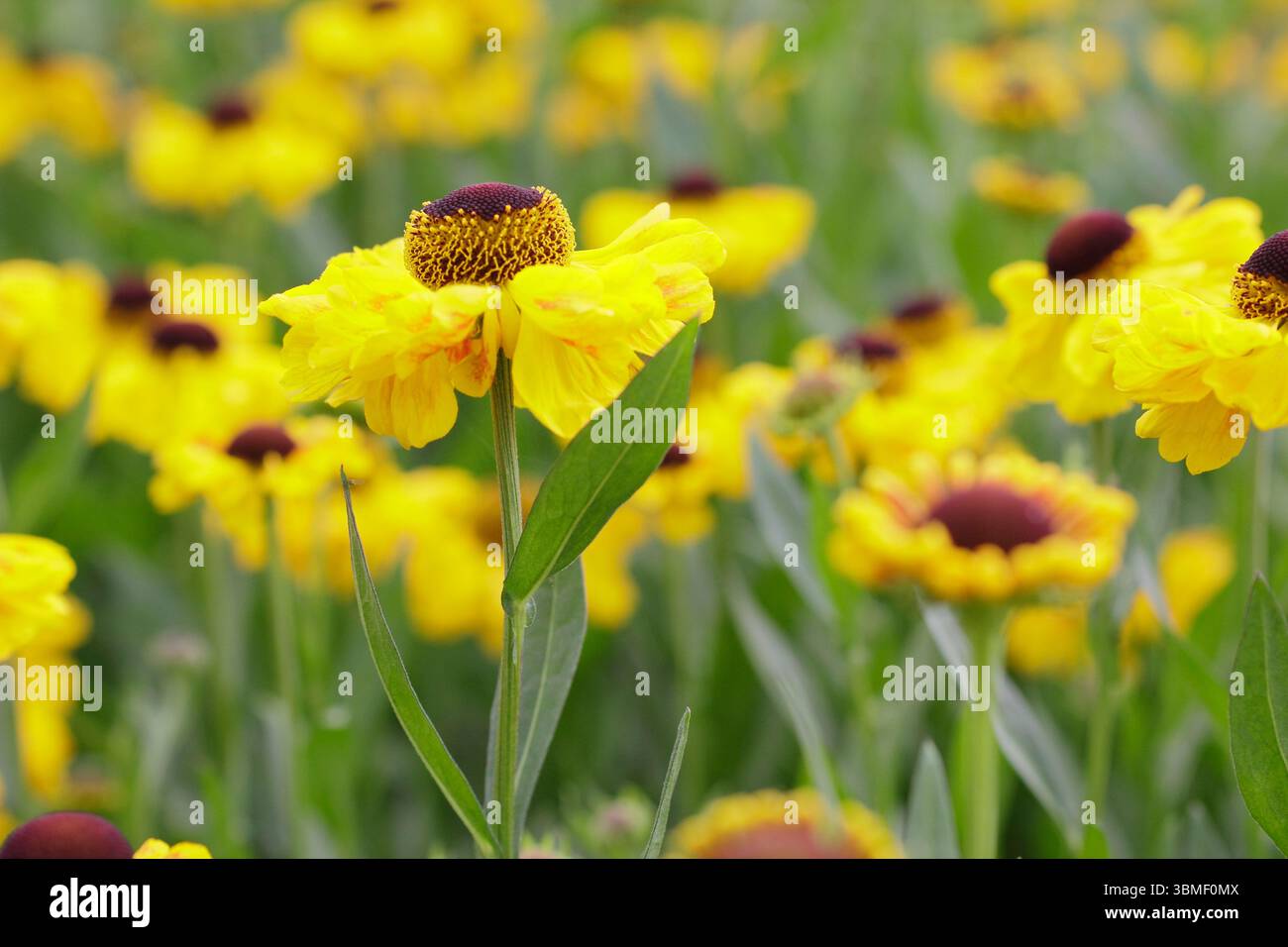 Helen „El Dorado“. Hellgelbe Blüten des Niesweed El Dorado Ende Juni. UK Stockfoto