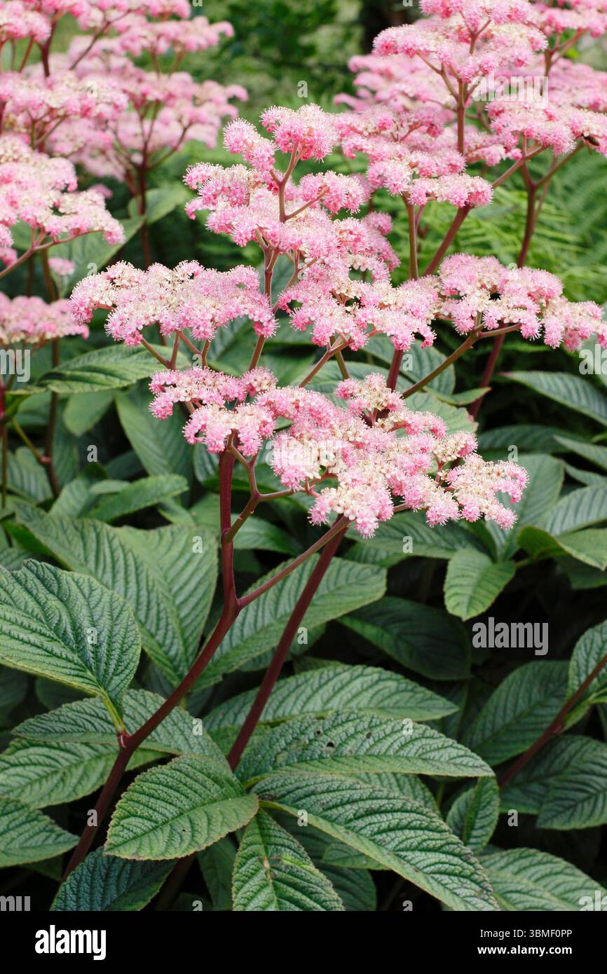 Rodgersia pinnata „Chocolate Wing“. Rodgersia Chocolate Wing mit charakteristischen roten Stielen mit pinkfarbenen Blüten Ende Juni.UK Stockfoto