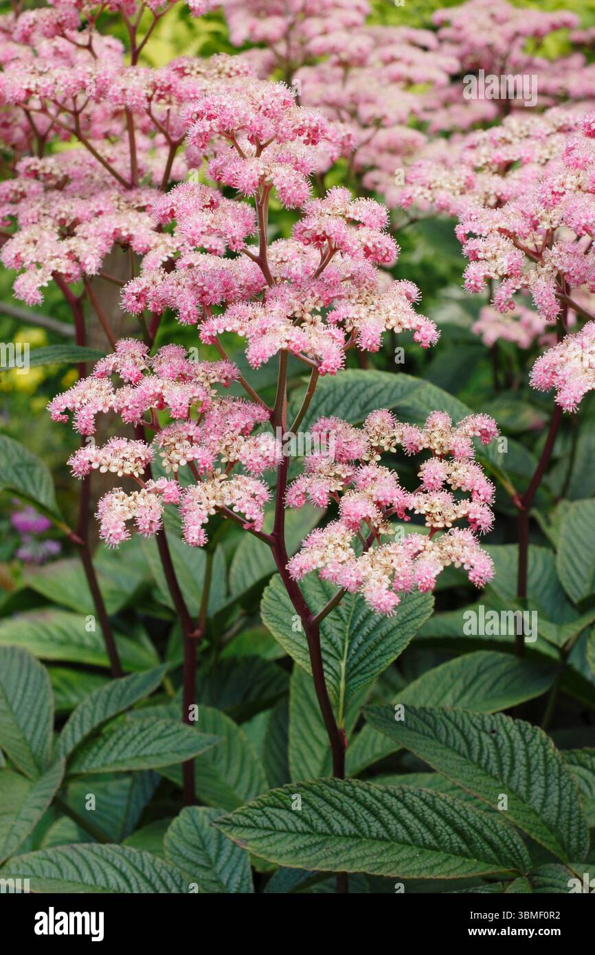 Rodgersia pinnata „Chocolate Wing“. Rodgersia Chocolate Wing mit charakteristischen roten Stielen mit pinkfarbenen Blüten Ende Juni.UK Stockfoto