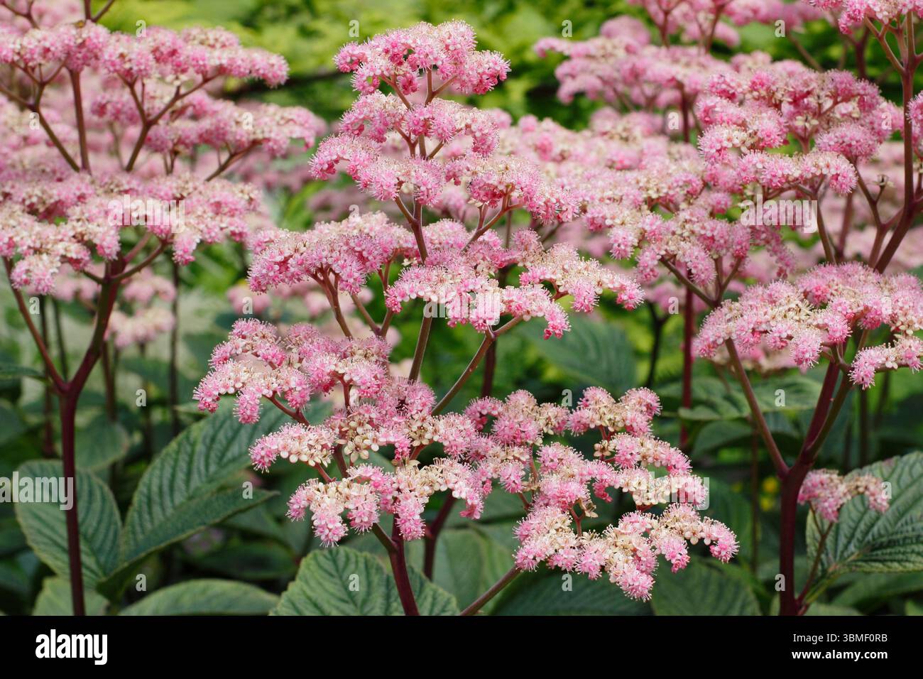 Rodgersia pinnata „Chocolate Wing“. Rodgersia Chocolate Wing mit charakteristischen roten Stielen mit pinkfarbenen Blüten Ende Juni.UK Stockfoto