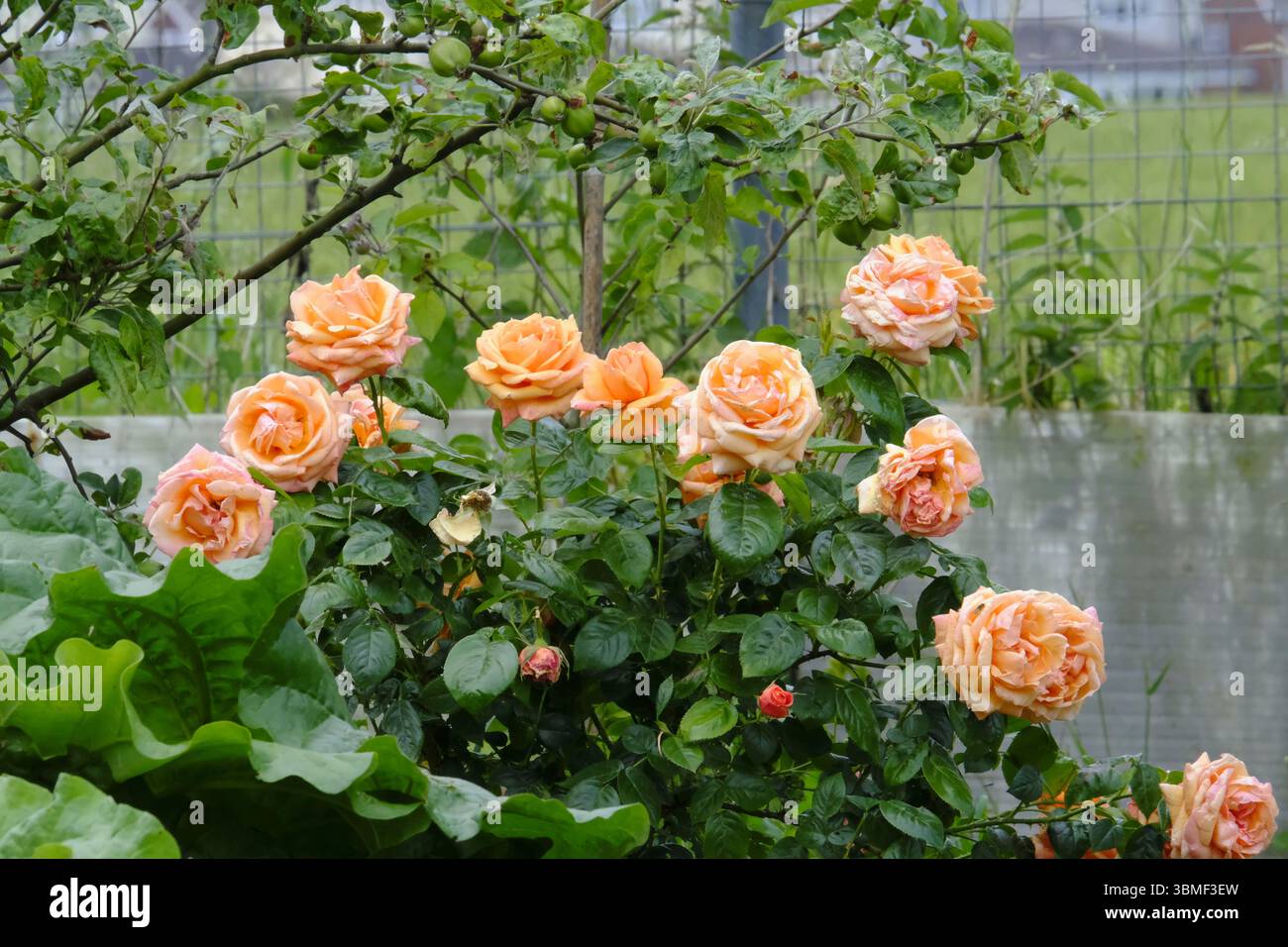 Eine Gruppe von aprikosenfarbenen Rosen blüht in einem Sommergartengarten, eingerahmt von grünem Grün und fruchtigen Zweigen. Stockfoto