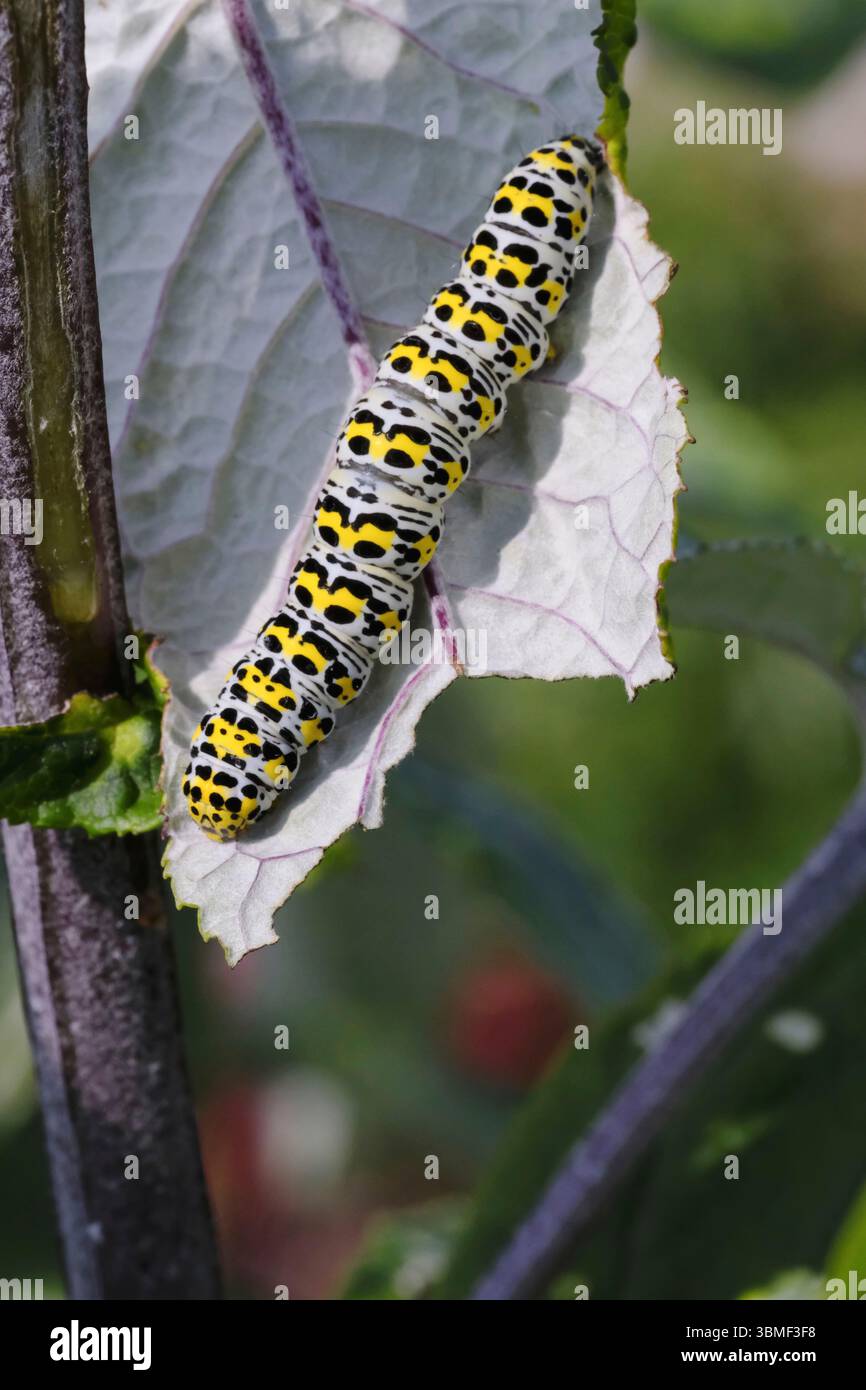 Nahaufnahme einer auffälligen Zinnober-mottenraupe (Tyria jacobaeae) mit lebhaften gelben und schwarzen Streifen, die sich auf einem Buddleia-Blatt in einem Sommergarten ernähren Stockfoto