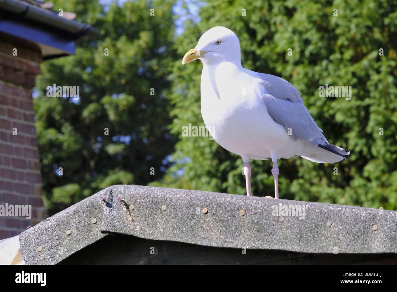 Eine europäische Heringsmöwe (Larus argentatus) hob sich selbstbewusst auf einem Dach des Gartenschuppens und sonnte sich mit frechem Ausdruck im Sonnenlicht. Stockfoto