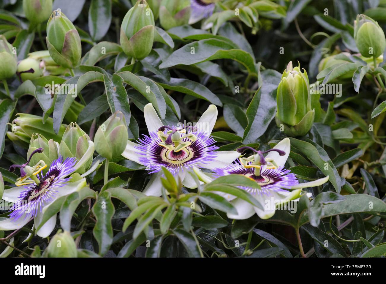 Nahaufnahme blühender Passionsblumen (Passiflora caerulea) mit markanten violetten und weißen Blüten, umgeben von glänzend grünem Laub und ungeöffneten Knospen Stockfoto