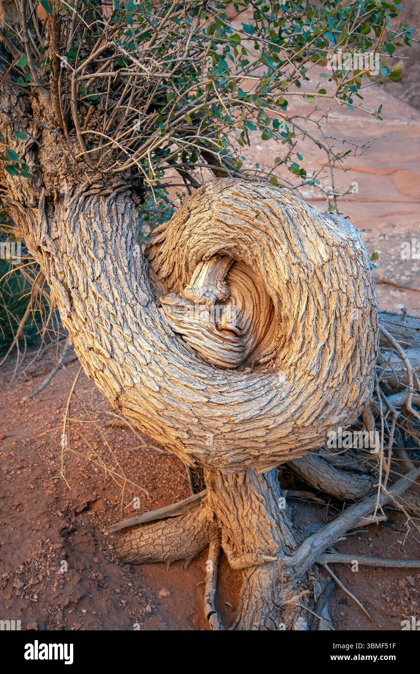Twisted Tree im Arches National Park, Utah, USA Stockfoto