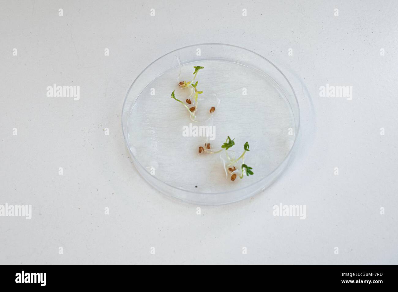 Petrischale mit Schlüpfkressesamen, Experiment im Biologiekurs der High School. Stockfoto