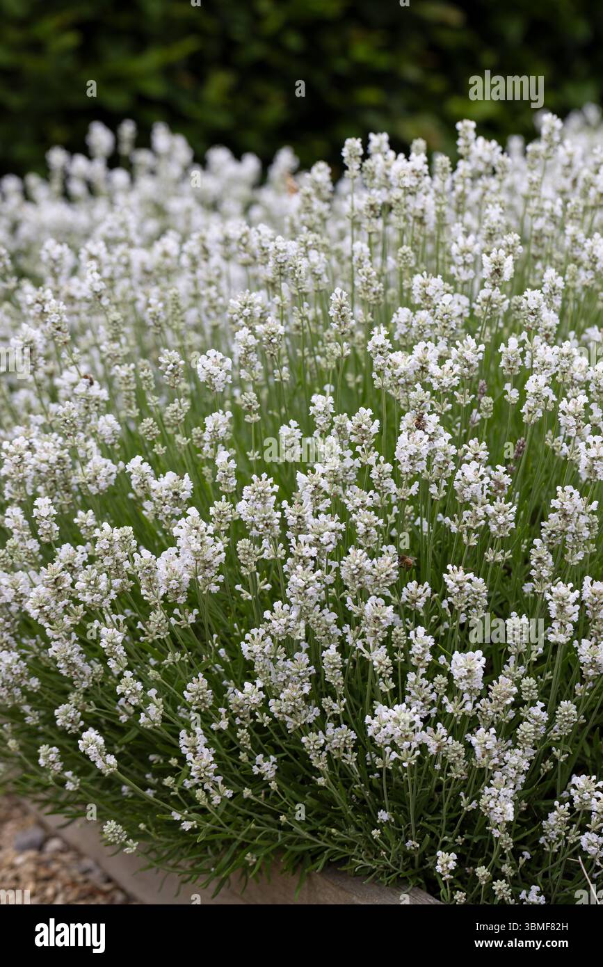 Nahaufnahme des arktischen Schneelauners, der in einem Garten in Wiltshire, England, Großbritannien, blüht Stockfoto