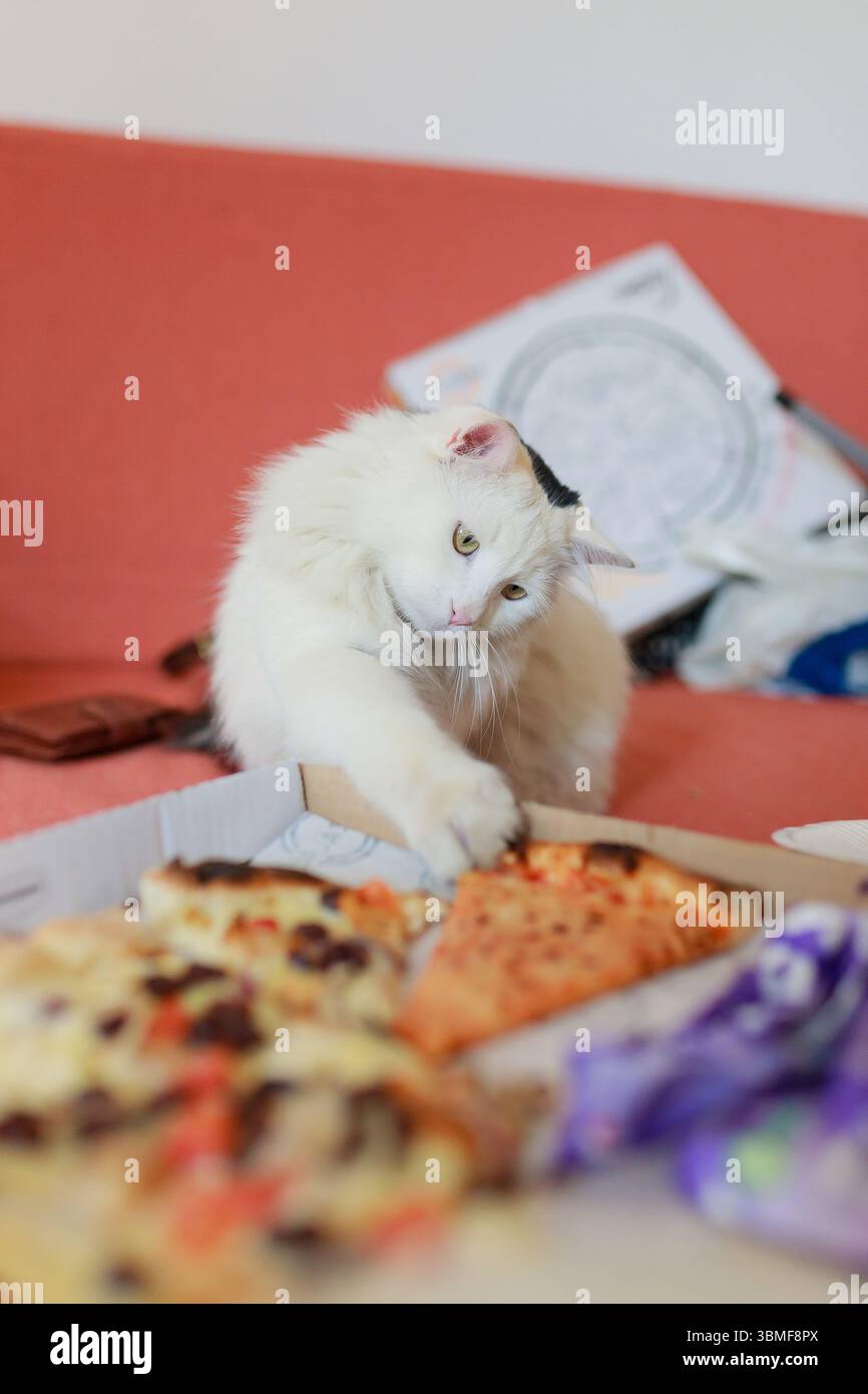 Weiße langhaarige Katze mit schwarzer Markierung, die die Pfote in Richtung käsiger Pizzascheibe in der offenen Box reicht, orangefarbener Couchhintergrund, Lifestyle-Indoor-Szene mit p Stockfoto Weiße langhaarige Katze mit schwarzer Markierung, die die Pfote in Richtung käsiger Pizzascheibe in der offenen Box reicht, orangefarbener Couchhintergrund, Lifestyle-Indoor-Szene mit p Stockfoto