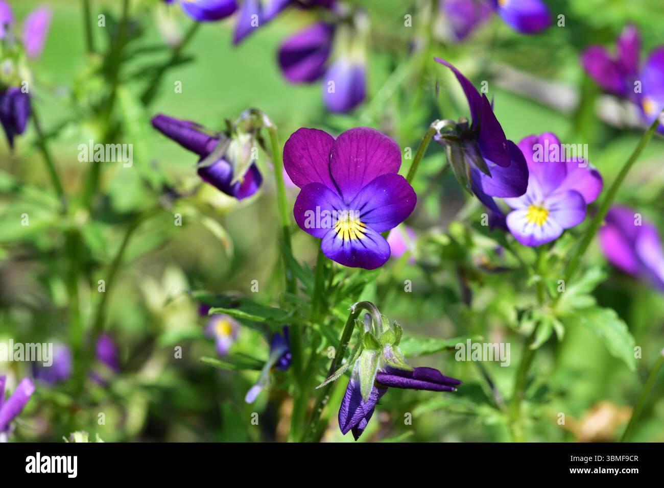 Nahaufnahme blühender lila Stiefmütterchen (Viola tricolor var. Hortensis). Lebendige Gartenblüten mit weichen Blütenblättern und kräftigen Farben. Frühlingsblüte Stockfoto