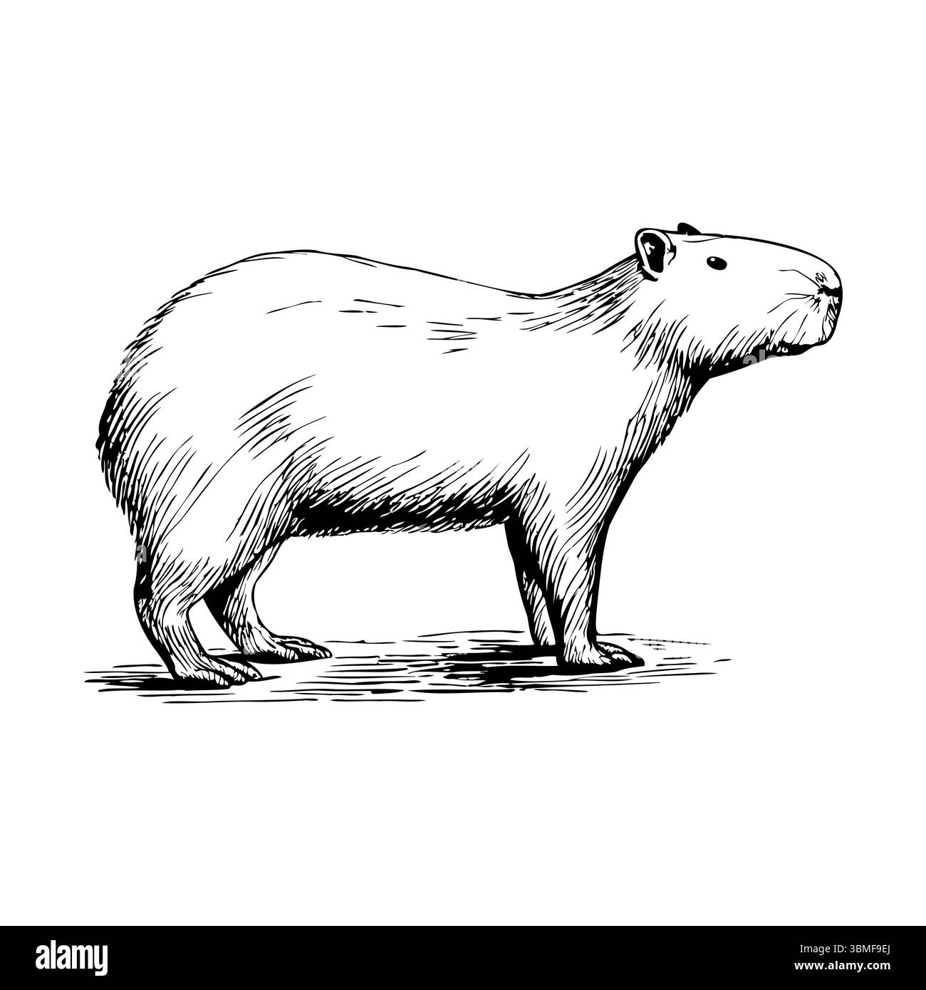 Eine detaillierte Illustration einer Capybara mit rundem Körper, kurzen Beinen und charakteristischen Gesichtszügen. Das Tier steht auf einer Ebenen Fläche. Stock Vektor