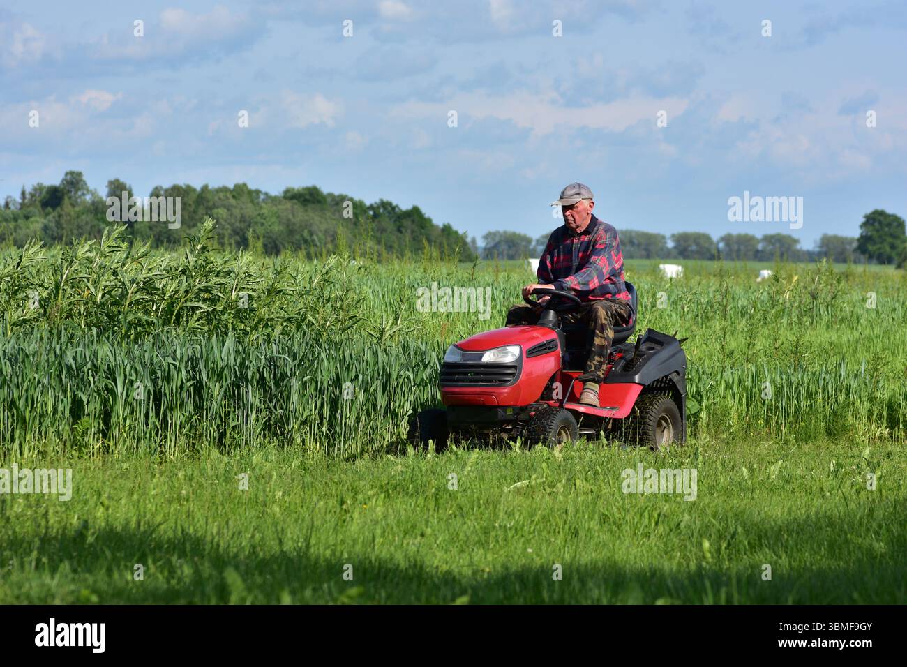 Älterer Mann, der grünen Rasen mit einem roten Rasenmäher in lässiger Kleidung und Camo-Hosen mäht. Gartenarbeit im Sommer, Konzept des ländlichen Lebensstils. Stockfoto