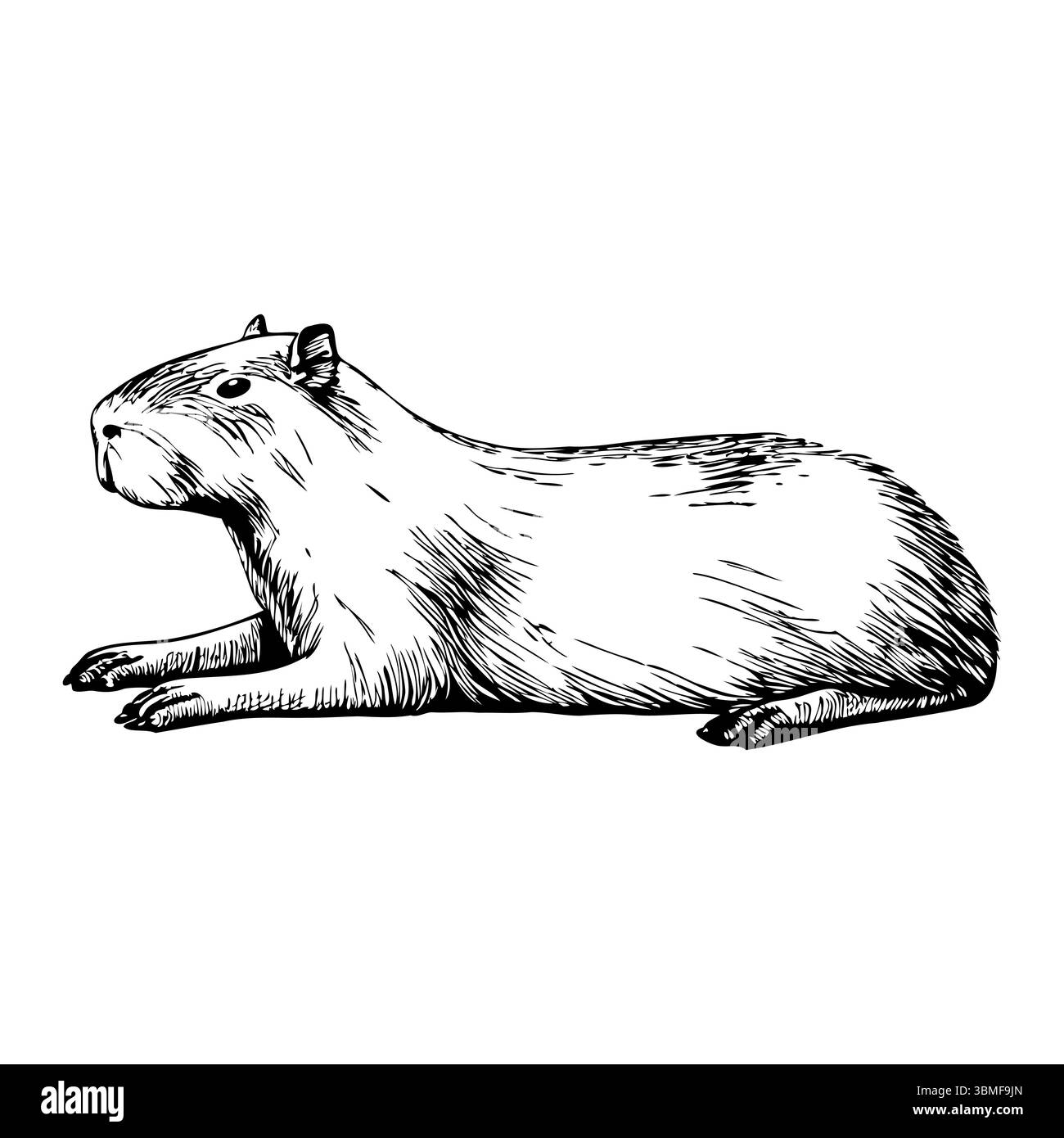 Eine detaillierte Abbildung einer Capybara, einem großen Nagetier aus Südamerika. Das Tier wird in einer entspannten Position dargestellt und zeigt seine Stock Vektor