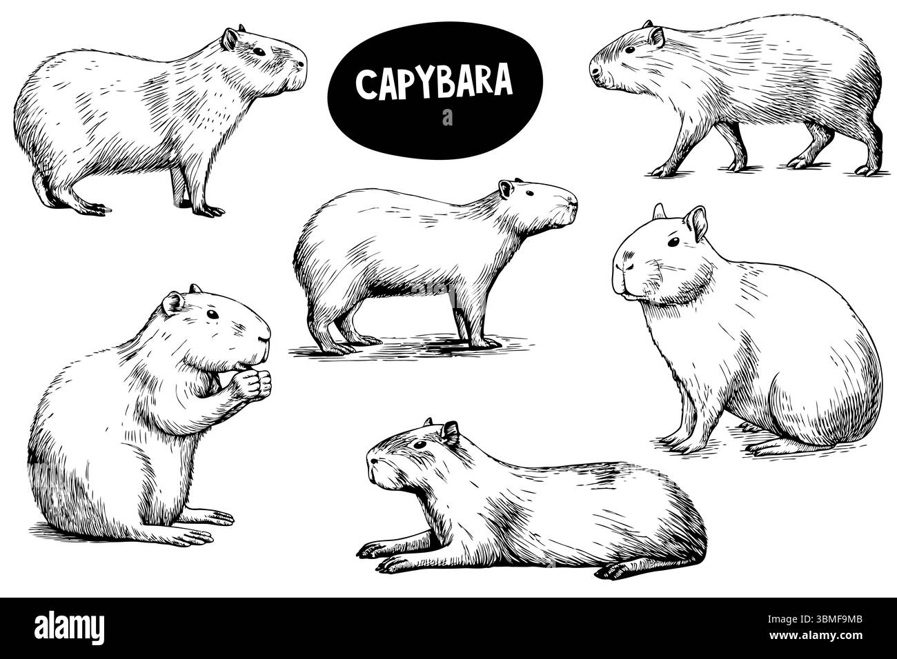 Illustration von Capybaras in verschiedenen Posen. Die Tiere sind in einem schwarz-weißen Skizzenstil dargestellt, der ihre besonderen Merkmale und zeigt Stock Vektor