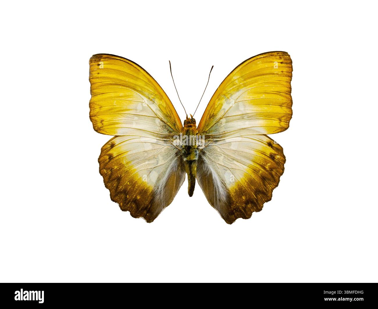 Cymothoe beckeri männlich isoliert auf weißem Hintergrund Stockfoto