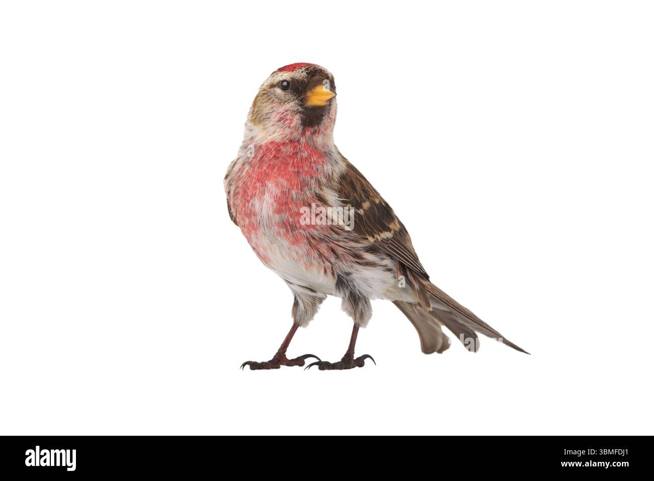 Häufige Redpoll isoliert auf weißem Hintergrund Stockfoto