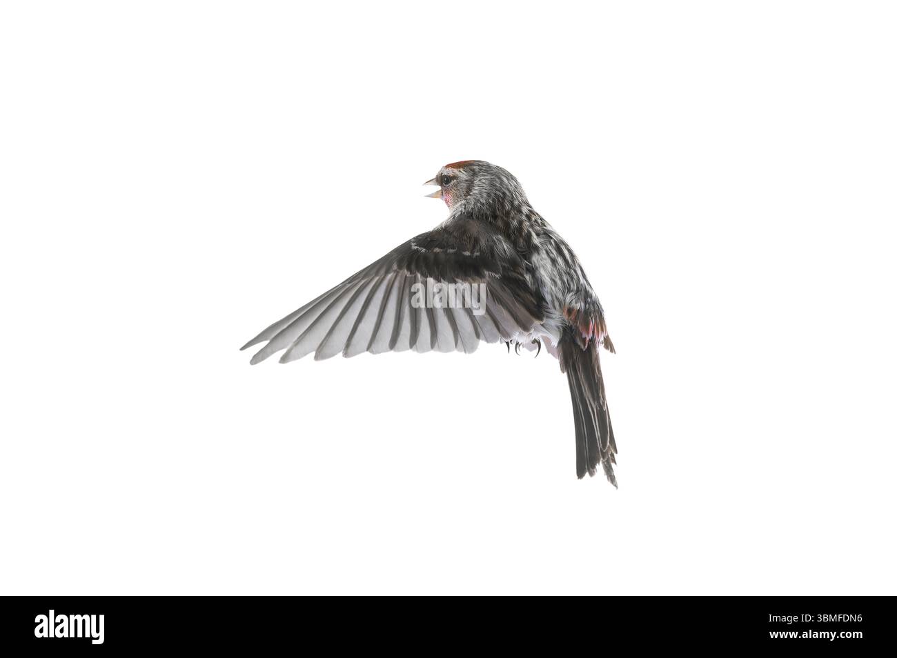 Vogel im Flug gemeinsamer Redpoll isoliert auf weißem Hintergrund Stockfoto