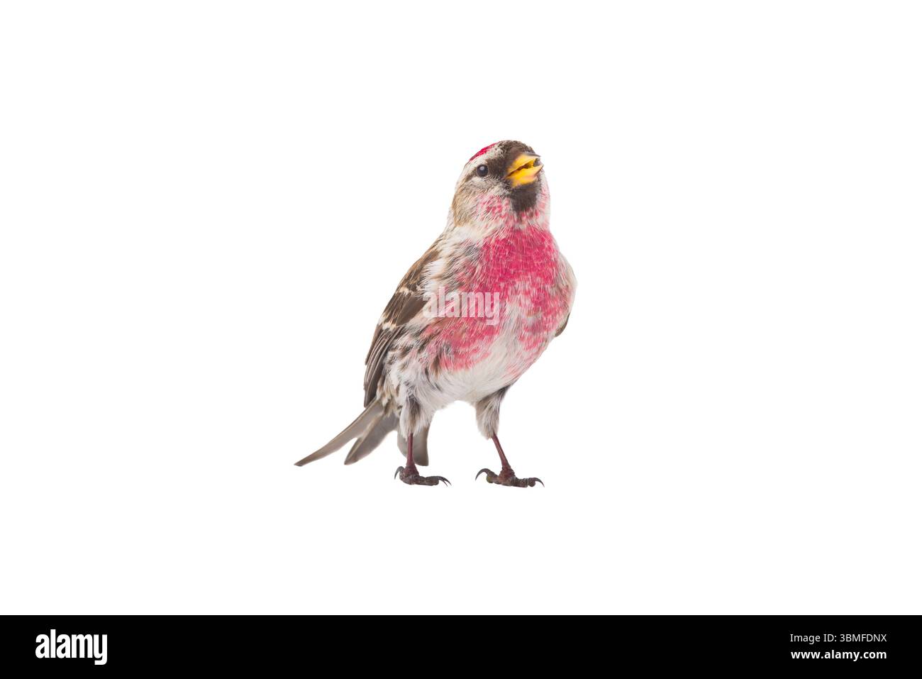 Häufige Redpoll isoliert auf weißem Hintergrund Stockfoto