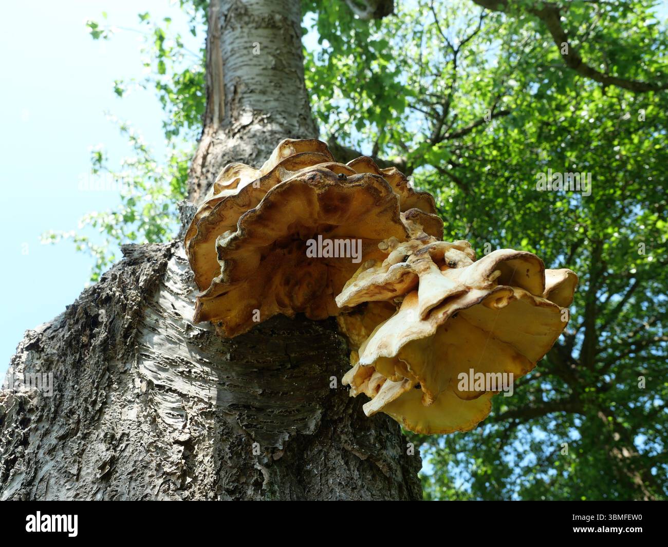 Großer Schwefelschelzenpilz wächst auf Obstbäumen in der Nähe der Straße. Naturdetails. Kopierbereich. Stockfoto
