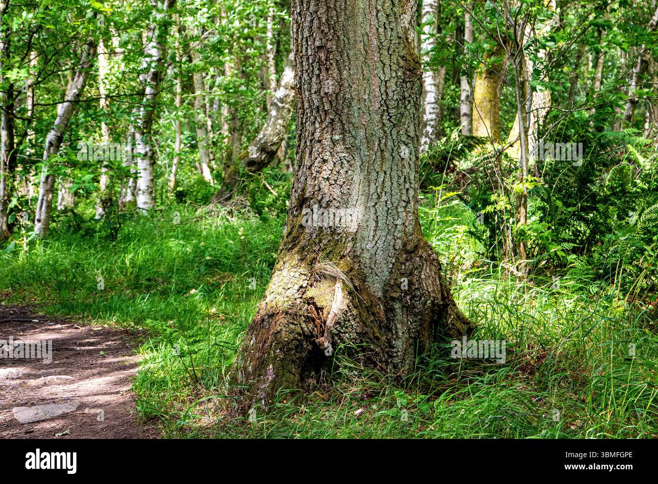 Clatto Woods in Dundee, Schottland, bietet mit seinen alten und seltsam geformten Bäumen eine unheimliche und geheimnisvolle Waldatmosphäre im Sommer, Großbritannien Stockfoto