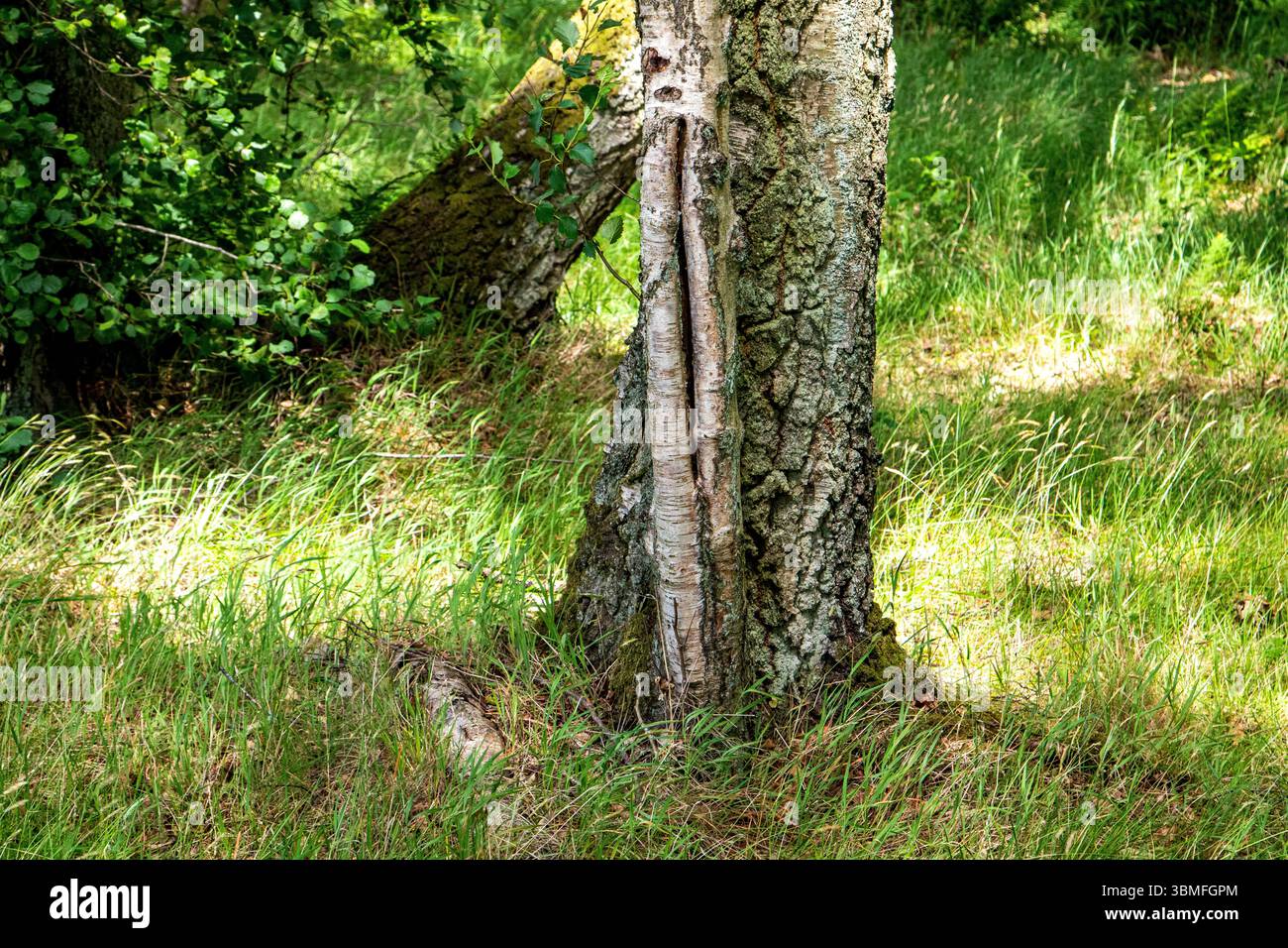 Clatto Woods in Dundee, Schottland, bietet mit seinen alten und seltsam geformten Bäumen eine unheimliche und geheimnisvolle Waldatmosphäre im Sommer, Großbritannien Stockfoto