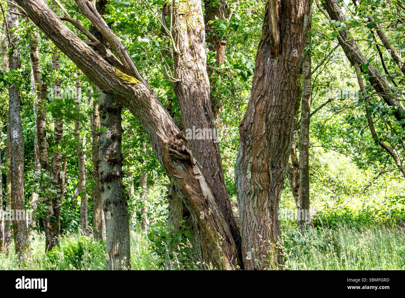Clatto Woods in Dundee, Schottland, bietet mit seinen alten und seltsam geformten Bäumen eine unheimliche und geheimnisvolle Waldatmosphäre im Sommer, Großbritannien Stockfoto