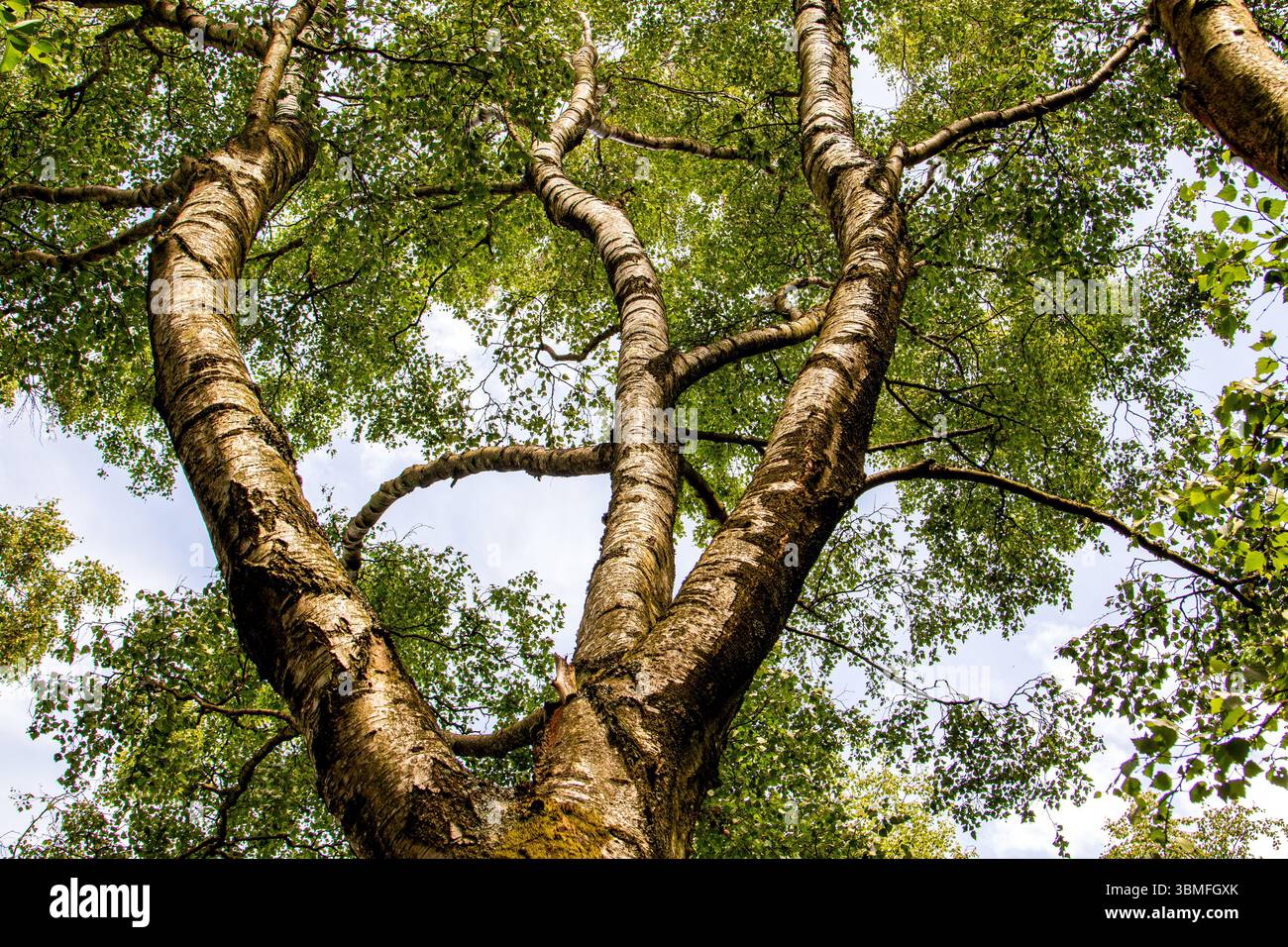 Clatto Woods in Dundee, Schottland, bietet mit seinen alten und seltsam geformten Bäumen eine unheimliche und geheimnisvolle Waldatmosphäre im Sommer, Großbritannien Stockfoto
