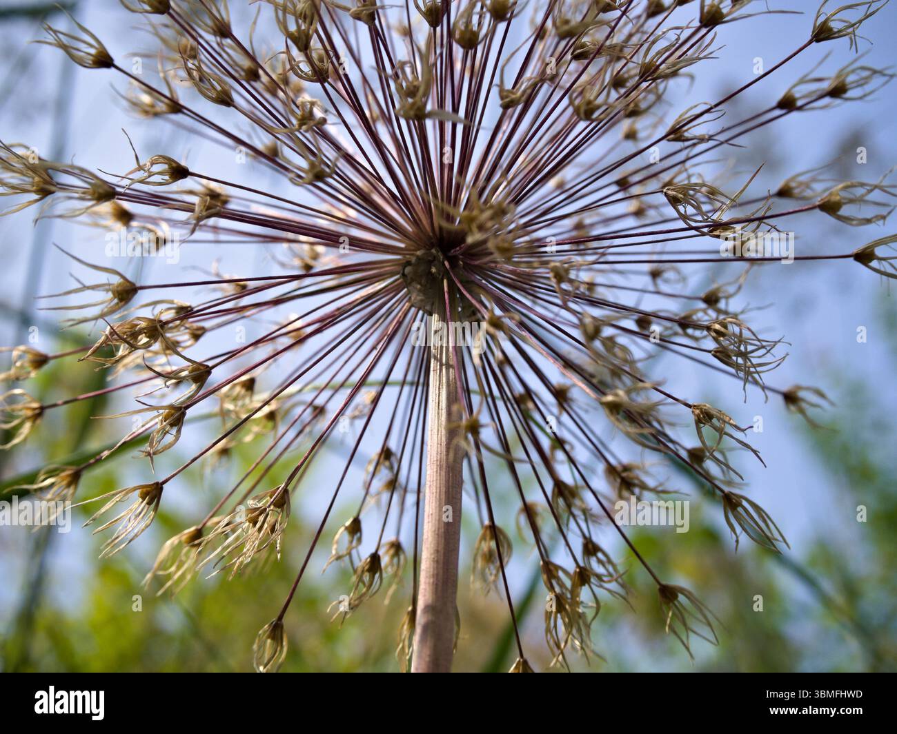 Getrocknete Allium hollandicum Blumenkopf Nahaufnahme vor einem hellblauen Himmel bei natürlichem Licht. Stockfoto
