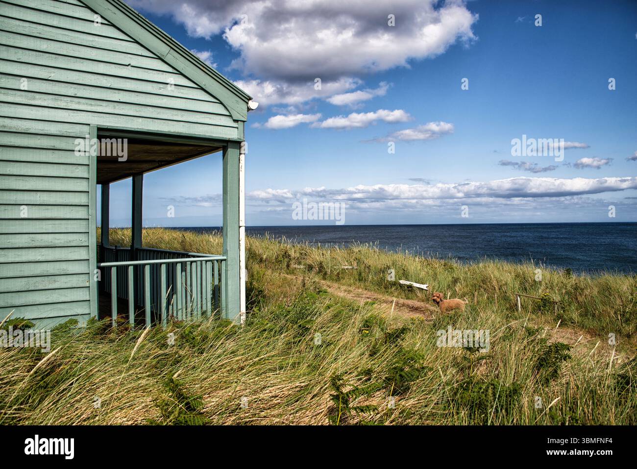 Northumberland-Buchenszenen Stockfoto
