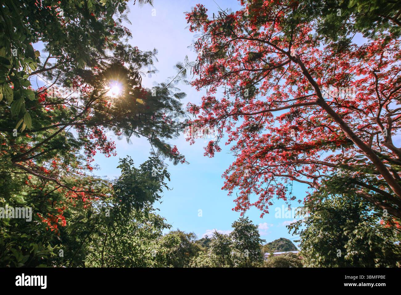 Flacher Blick auf den roten Flammenbaum und Sonnenschein durch Blätter im tropischen Wald. Blauer Himmel und lebendiges Baldachin machen das ideale Öko-Konzept. Stockfoto