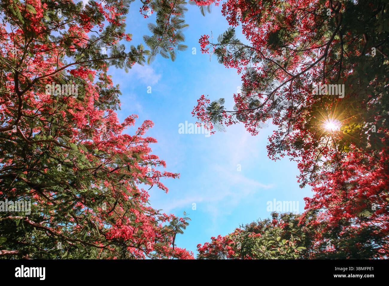 Natürliche rote Blume aus Flammenbäumen mit Sternensonne unter blauem Himmel. Flacher Blick auf den tropischen Wald für ökologische oder saisonale Nutzung. Stockfoto