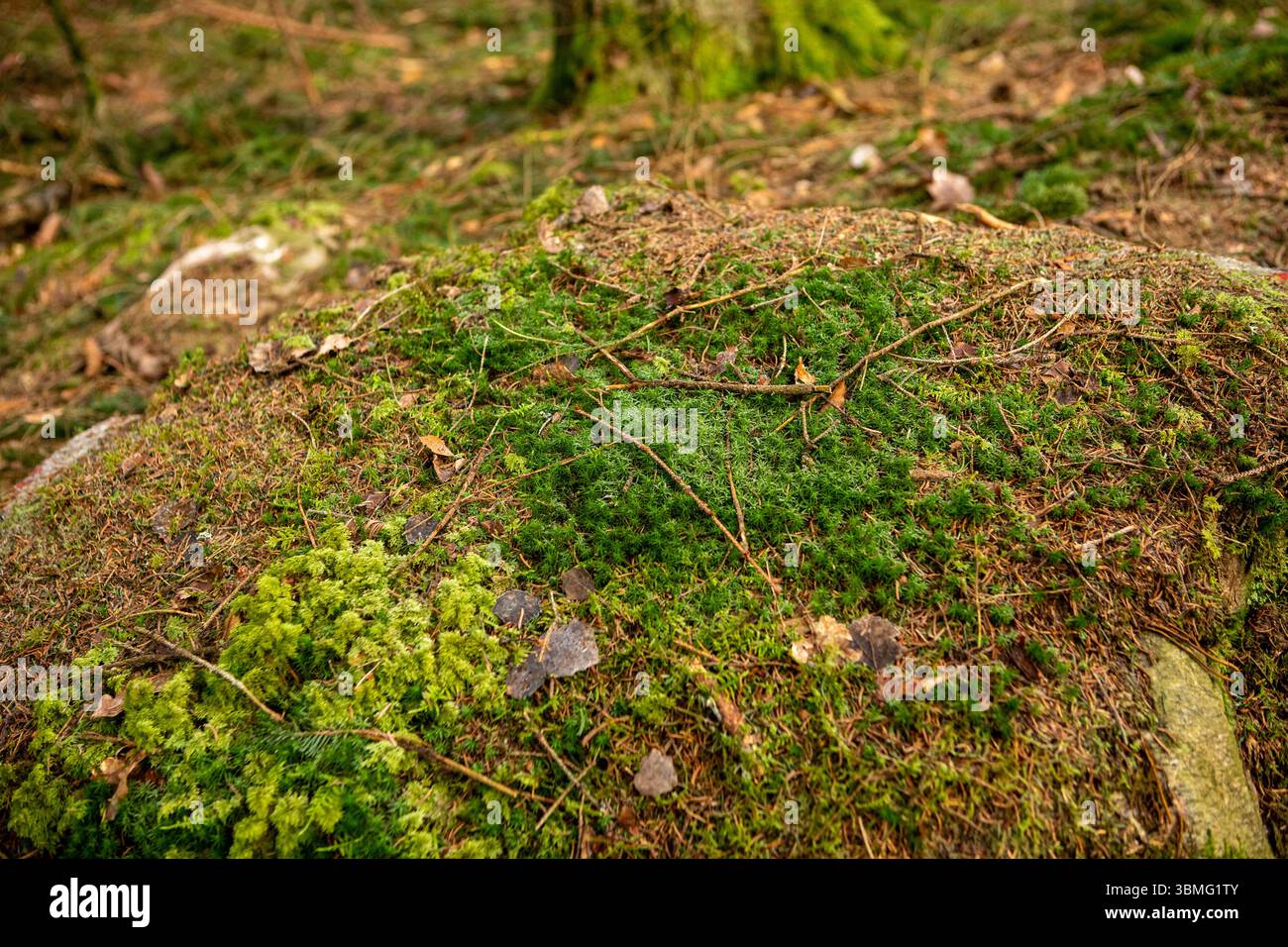 Moos im schwedischen alten Wald Stockfoto