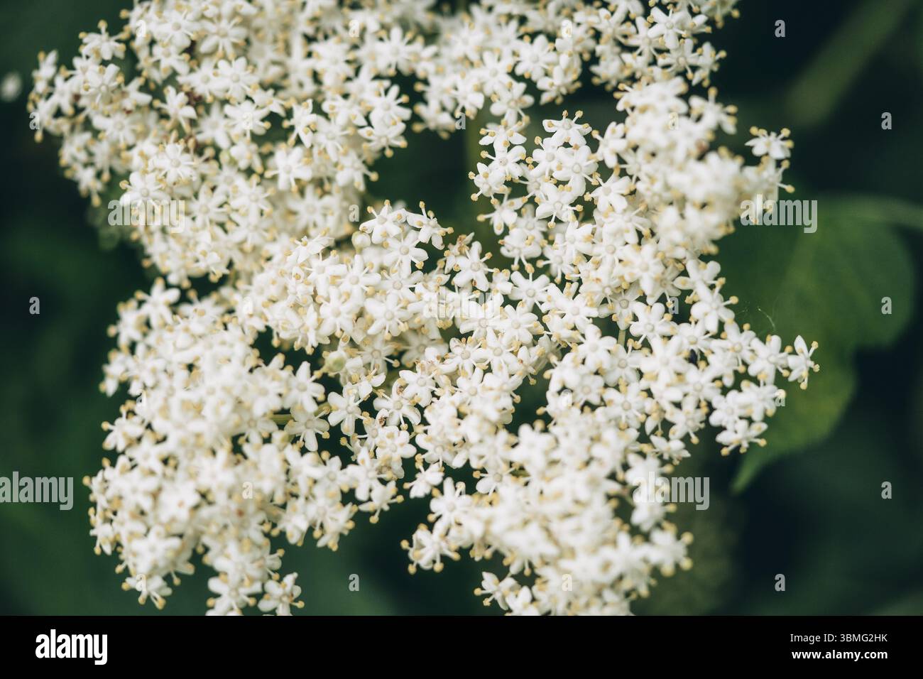 Holunderblüten (Sambucus nigra) blühen in der Natur. Natürliche medizinische Behandlung Inhaltsstoff. Stockfoto