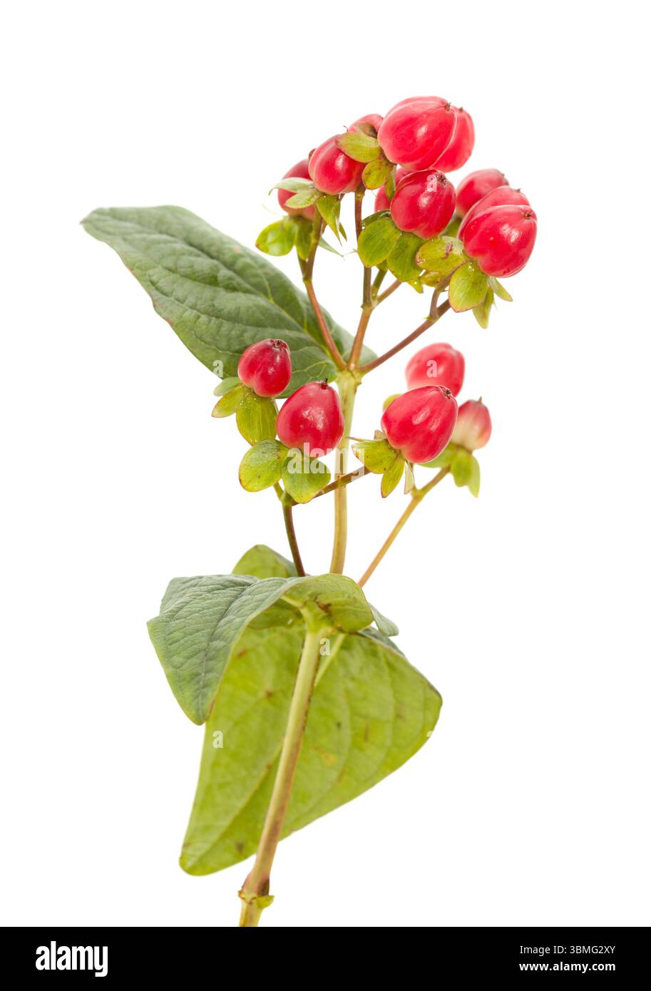 Hypericum x Inodorum, hoher Tutsan, rote Beeren isoliert auf weißem Hintergrund Stockfoto